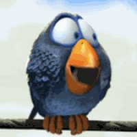 bird gif